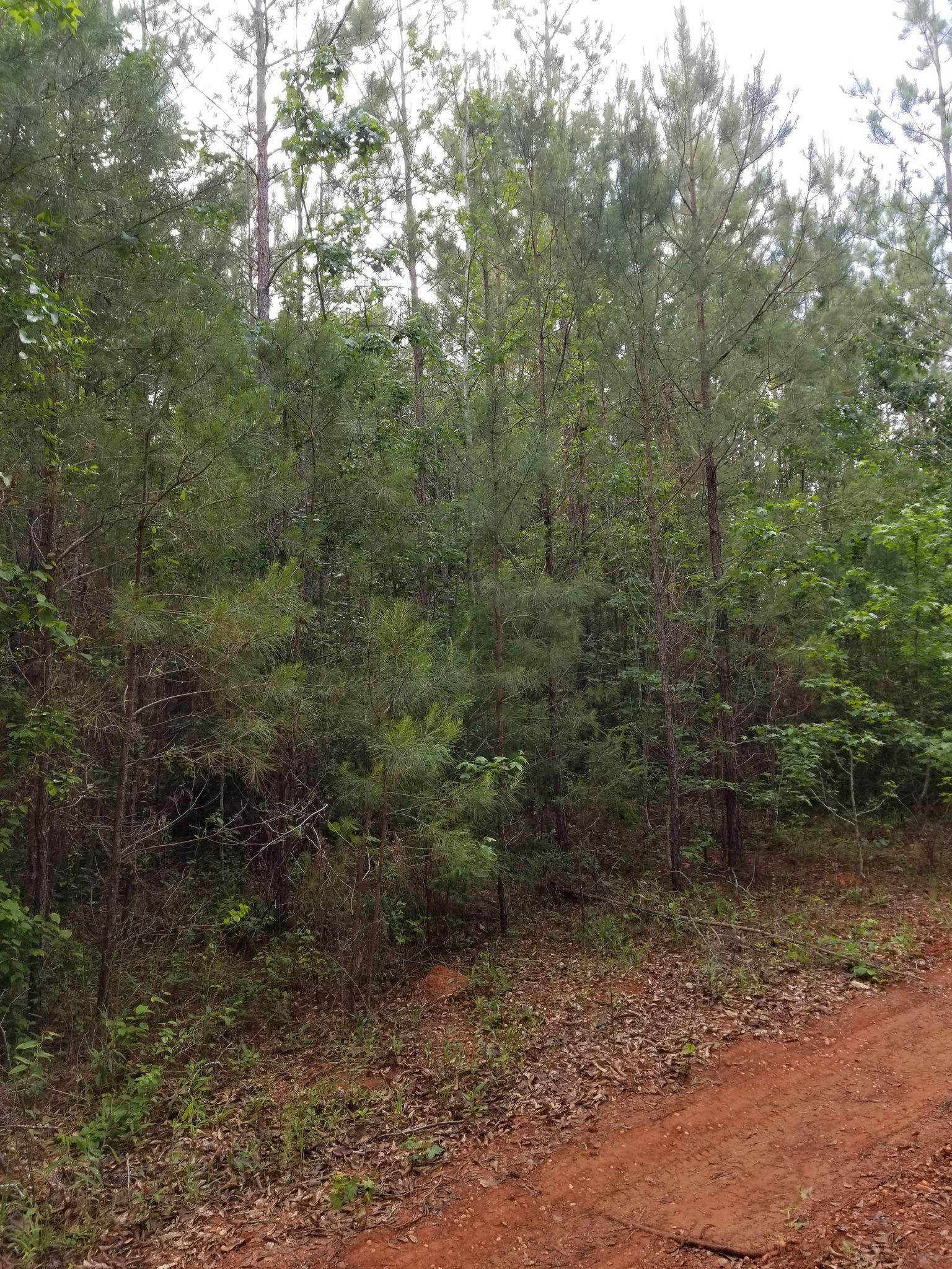 Monroeville, Monroe County, AL Timberland Property, Undeveloped Land