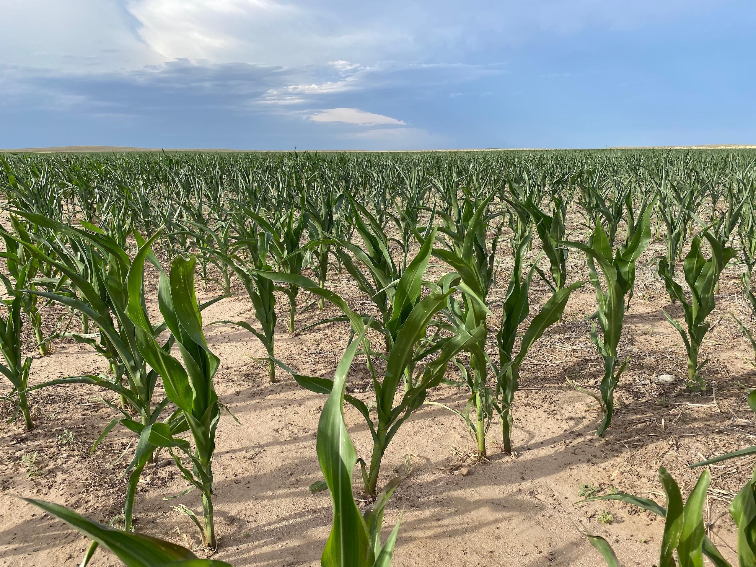 Otis, Washington County, CO Recreational Property, Hunting Property for