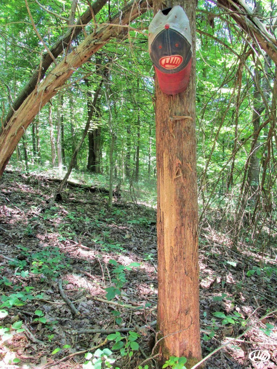 Whitesville, Ohio County, KY Recreational Property, Timberland Property, Hunting Property for
