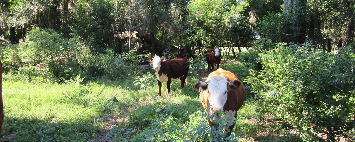 Sparr, Marion County, FL Farms and Ranches, Recreational Property, Undeveloped Land for sale