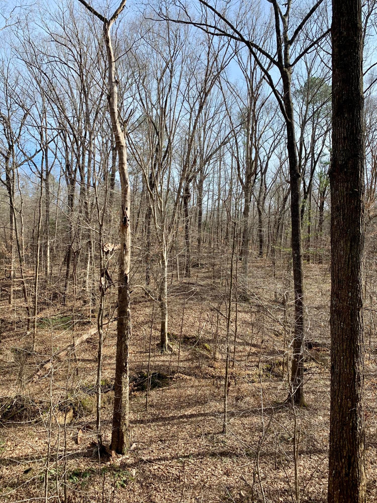 Ackerman, Choctaw County, MS Undeveloped Land for sale Property ID