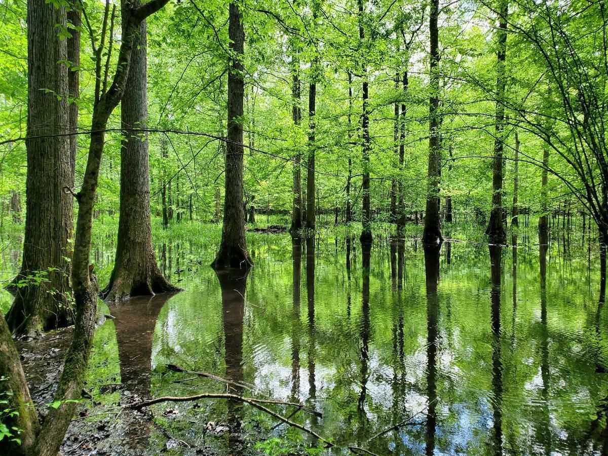 Myrtlewood, Marengo County, AL Recreational Property, Timberland