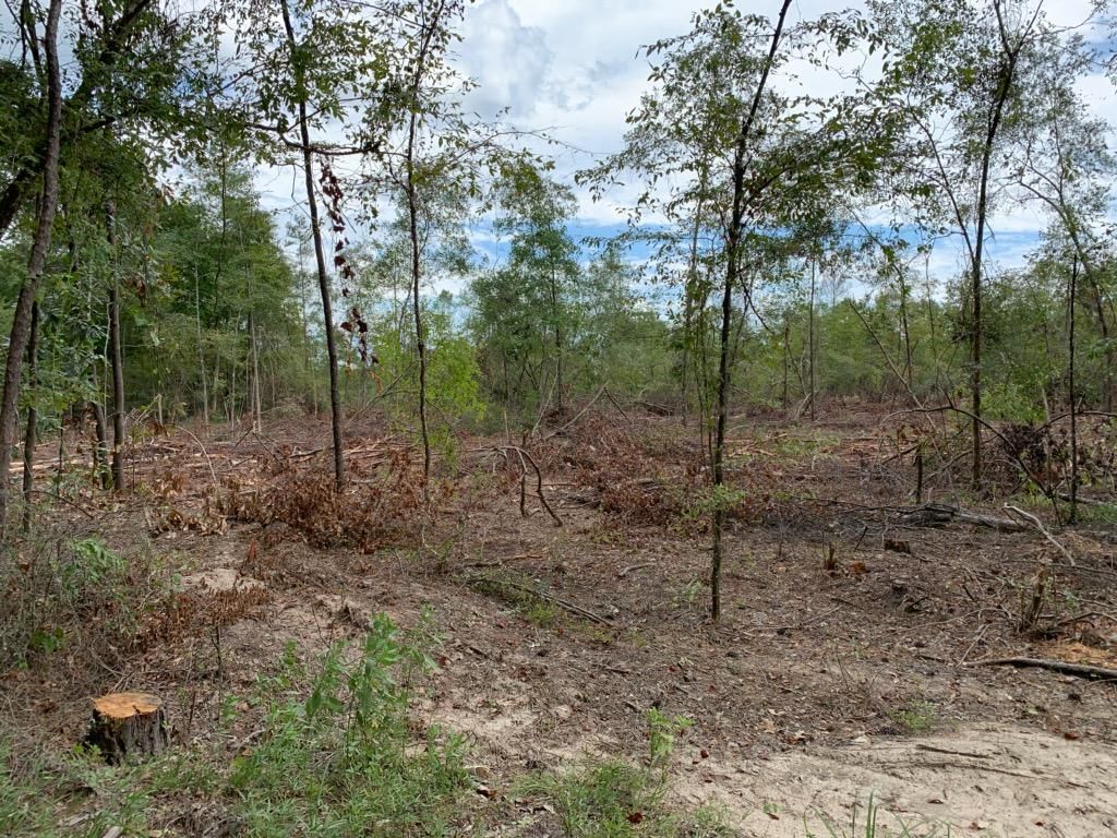 Corrigan, Polk County, TX Timberland Property, Undeveloped Land for