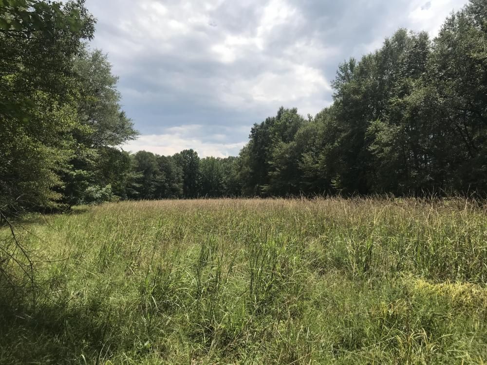 Cedar Bluff, Clay County, MS Timberland Property, Undeveloped Land