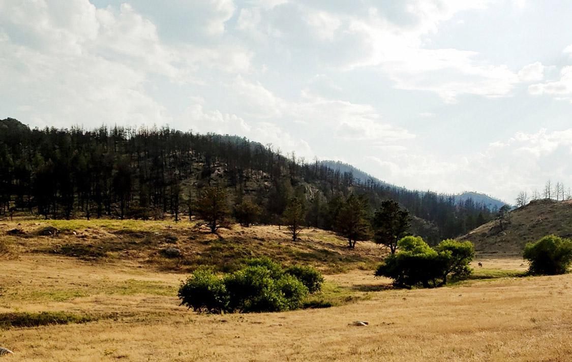 Wheatland, Platte County, WY Timberland Property, Undeveloped Land