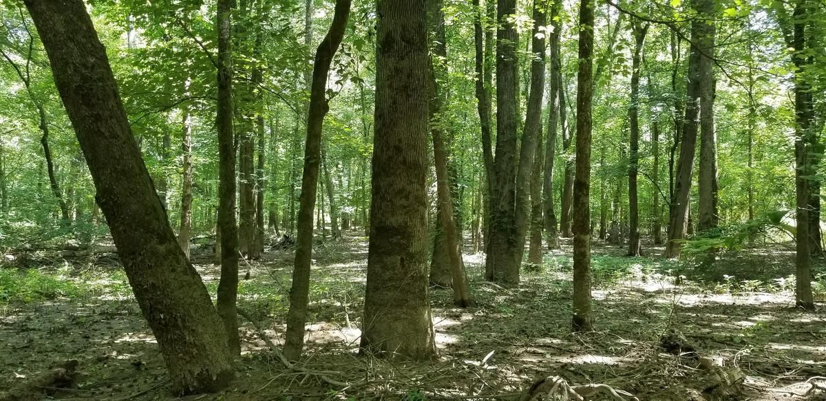 119 acres in Pocahontas, TN, 38052 LandWatch