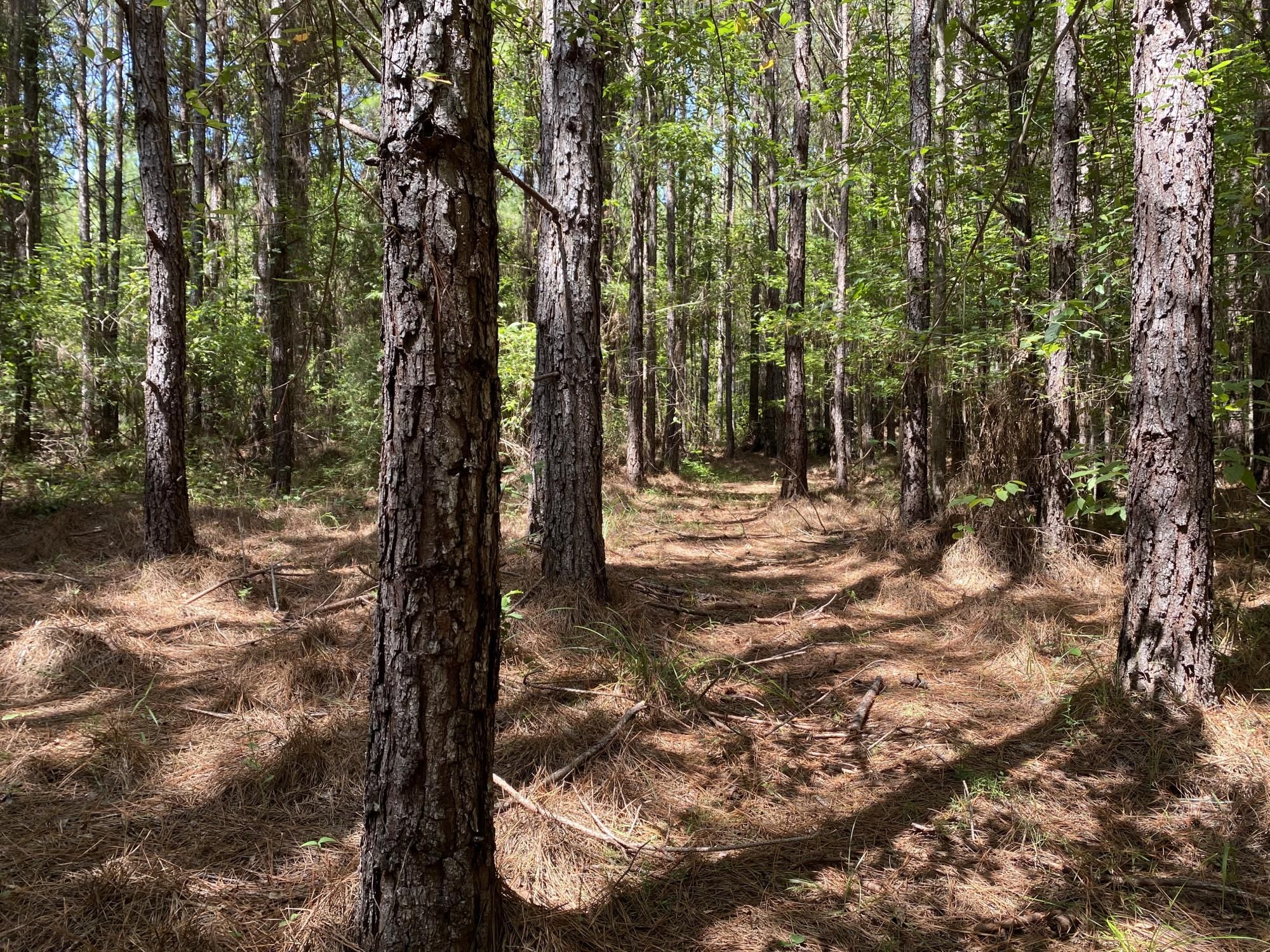 Cane Creek Road, Lower Peach Tree, AL 36751 LandWatch