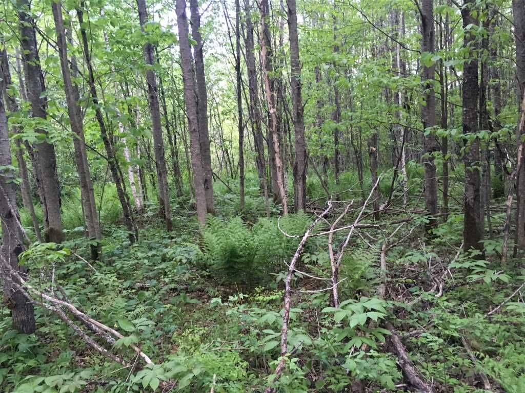 Floodwood, Saint Louis County, MN Hunting Property for sale Property ID