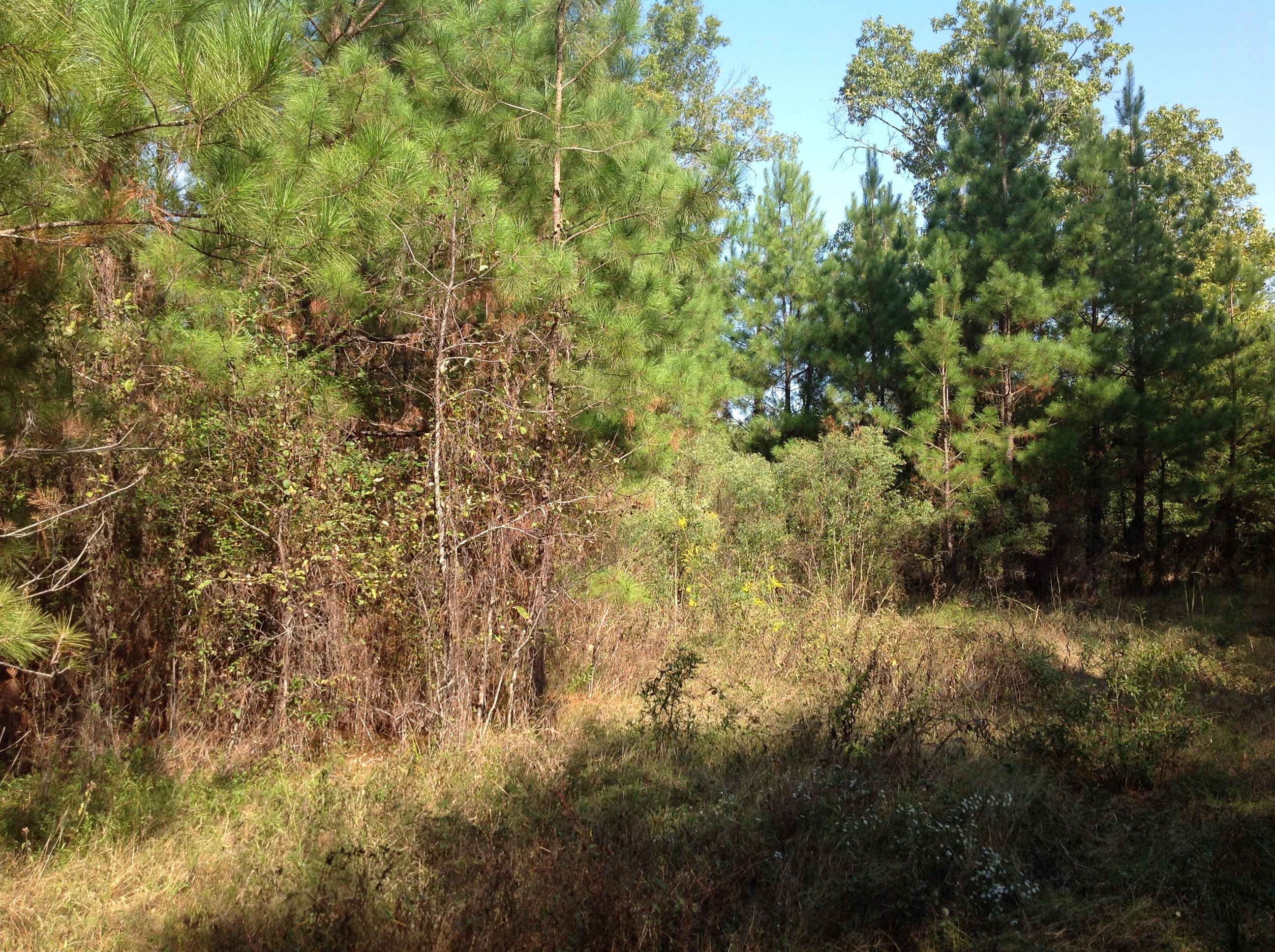 Shilo Rd, Bradley, AR 71826 LandWatch