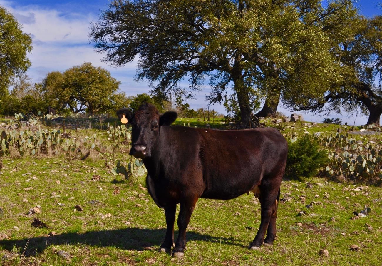 Vanderpool, Bandera County, TX Farms and Ranches, Hunting Property