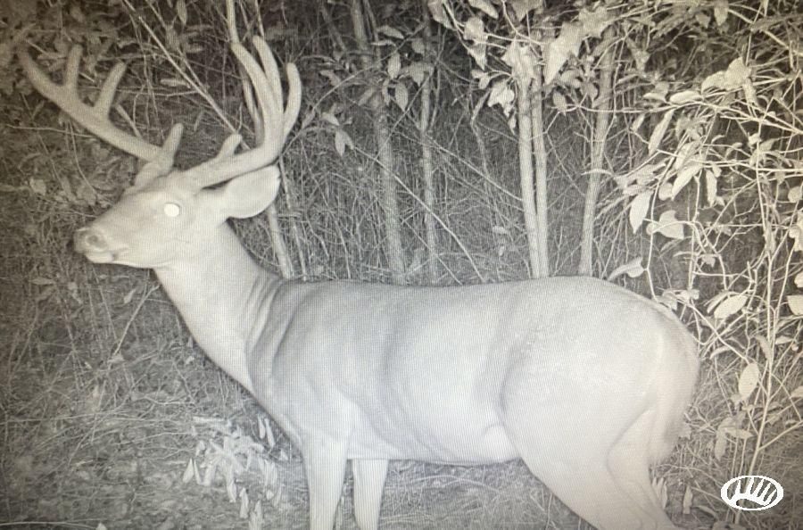 Plains, Sumter County, GA Recreational Property, Timberland Property