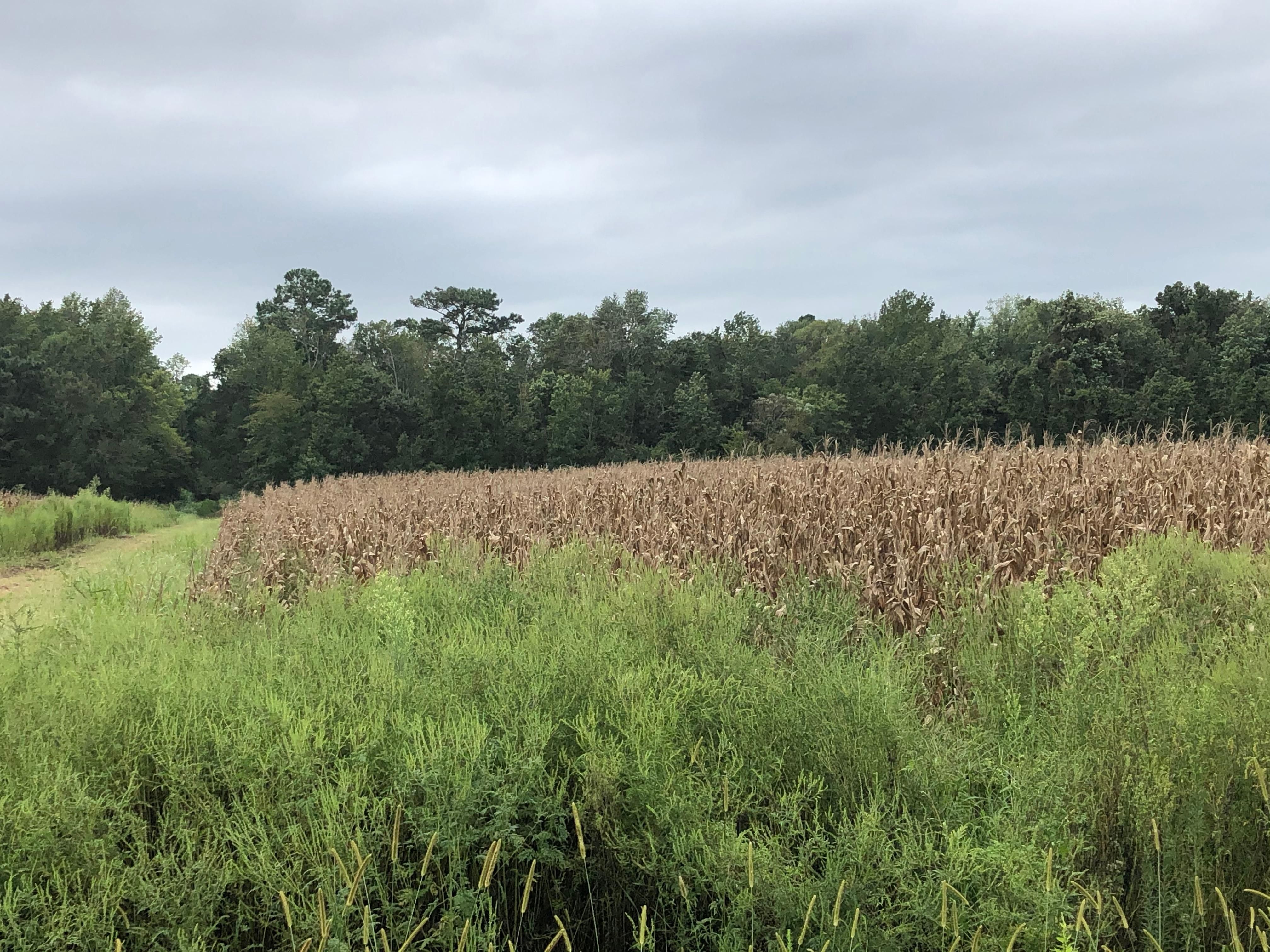 Belhaven, Beaufort County, NC Recreational Property, Timberland
