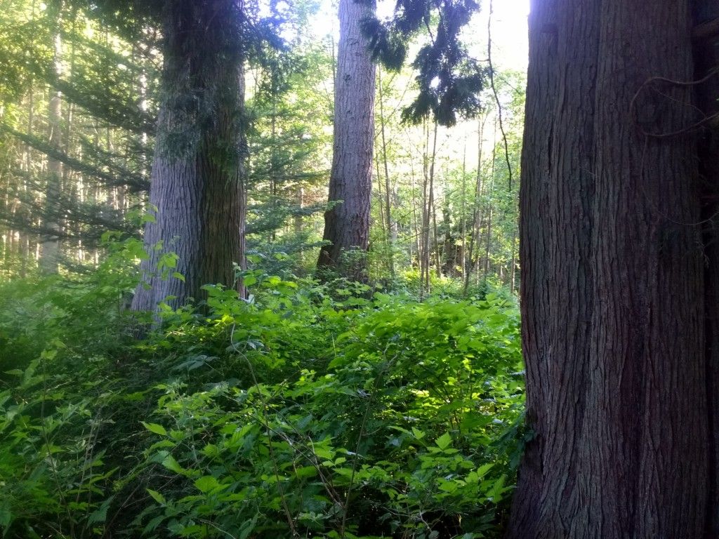 Blaine, County, WA Undeveloped Land for sale Property ID