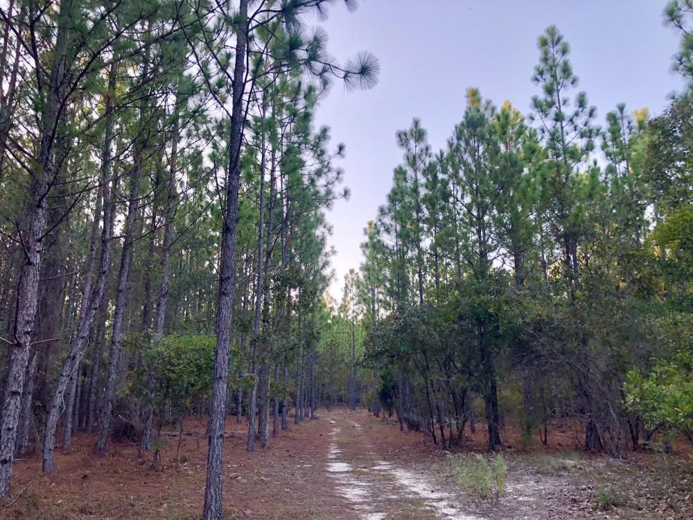 Chatom, Washington County, AL Recreational Property, Hunting Property