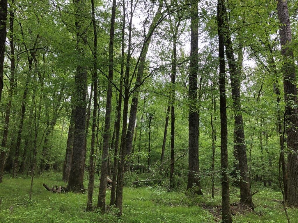 Arkadelphia, Clark County, AR Recreational Property, Timberland Property, Undeveloped Land for