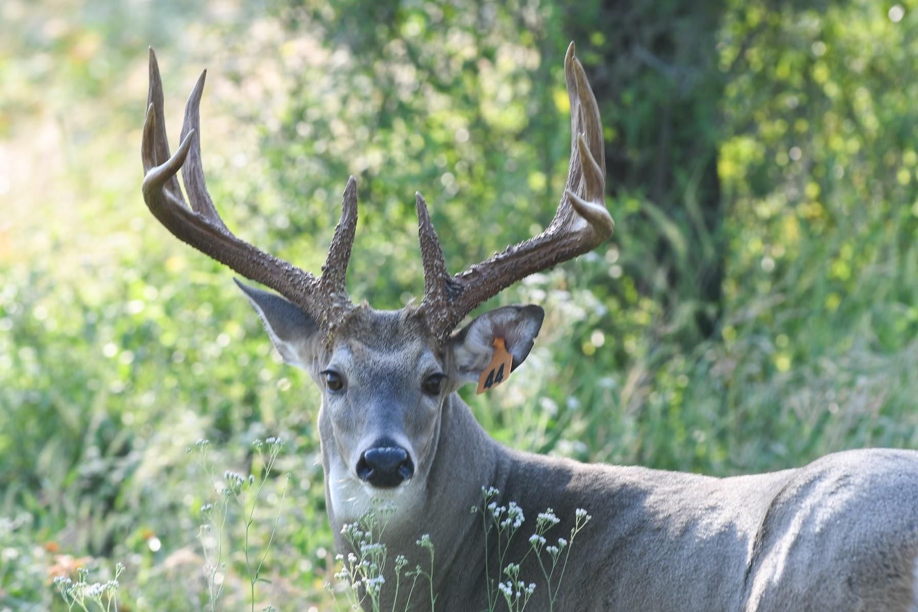 Pettus, Bee County, TX Farms and Ranches, Recreational Property