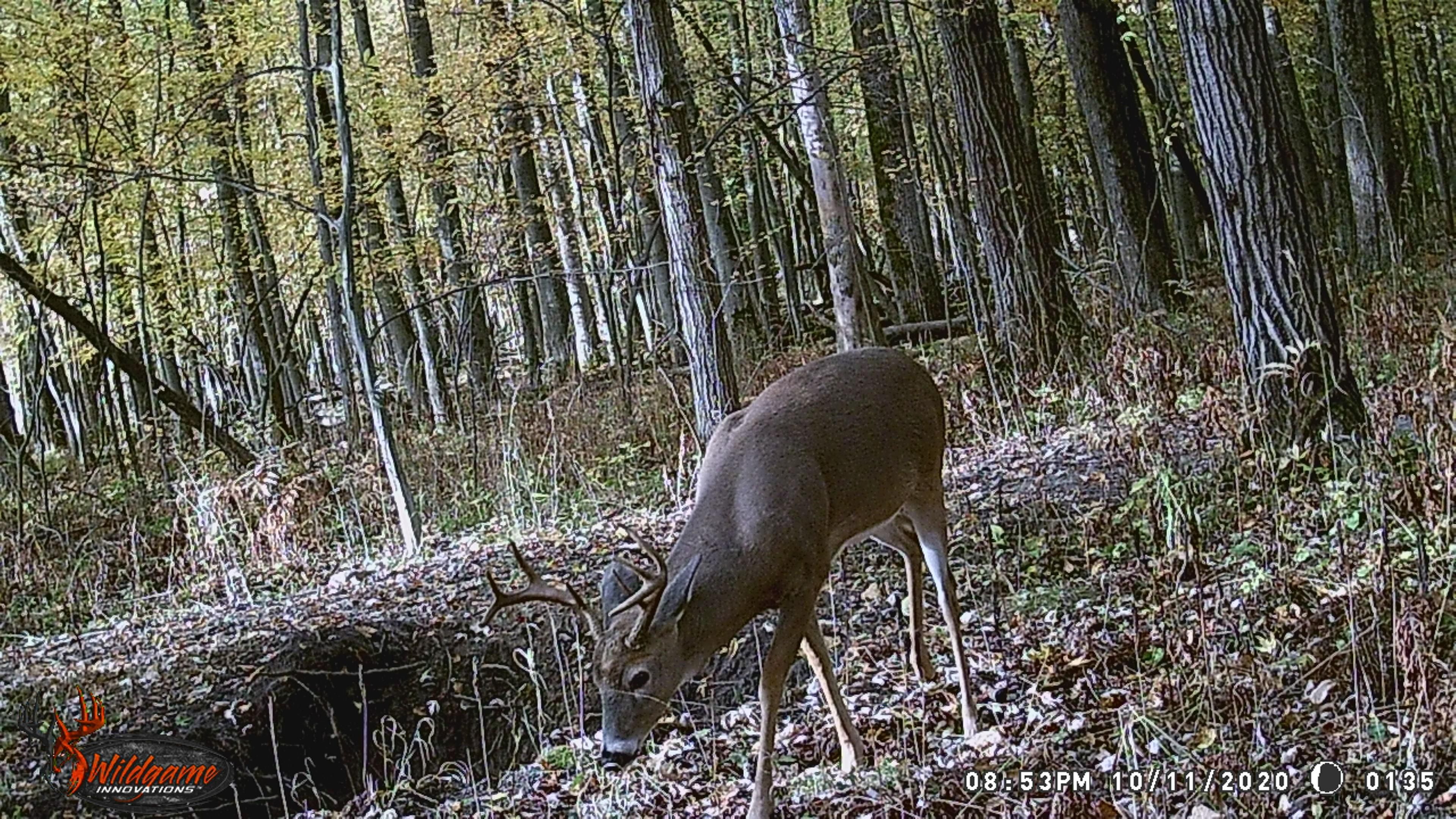 Caro, Tuscola County, MI Hunting Property for sale Property ID