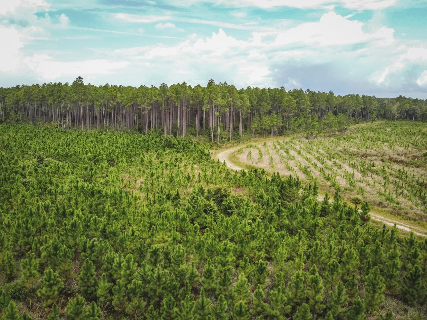 Chiefland, Levy County, FL Recreational Property, Timberland Property