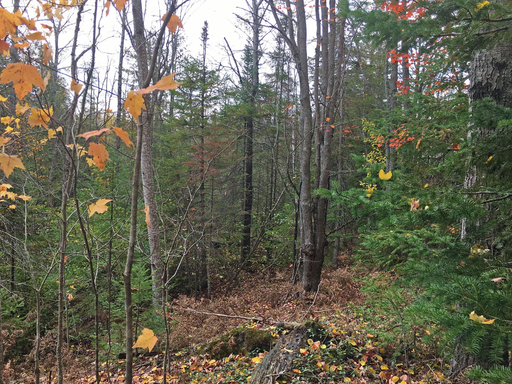 Trout Lake, Chippewa County, MI Undeveloped Land for sale Property ID