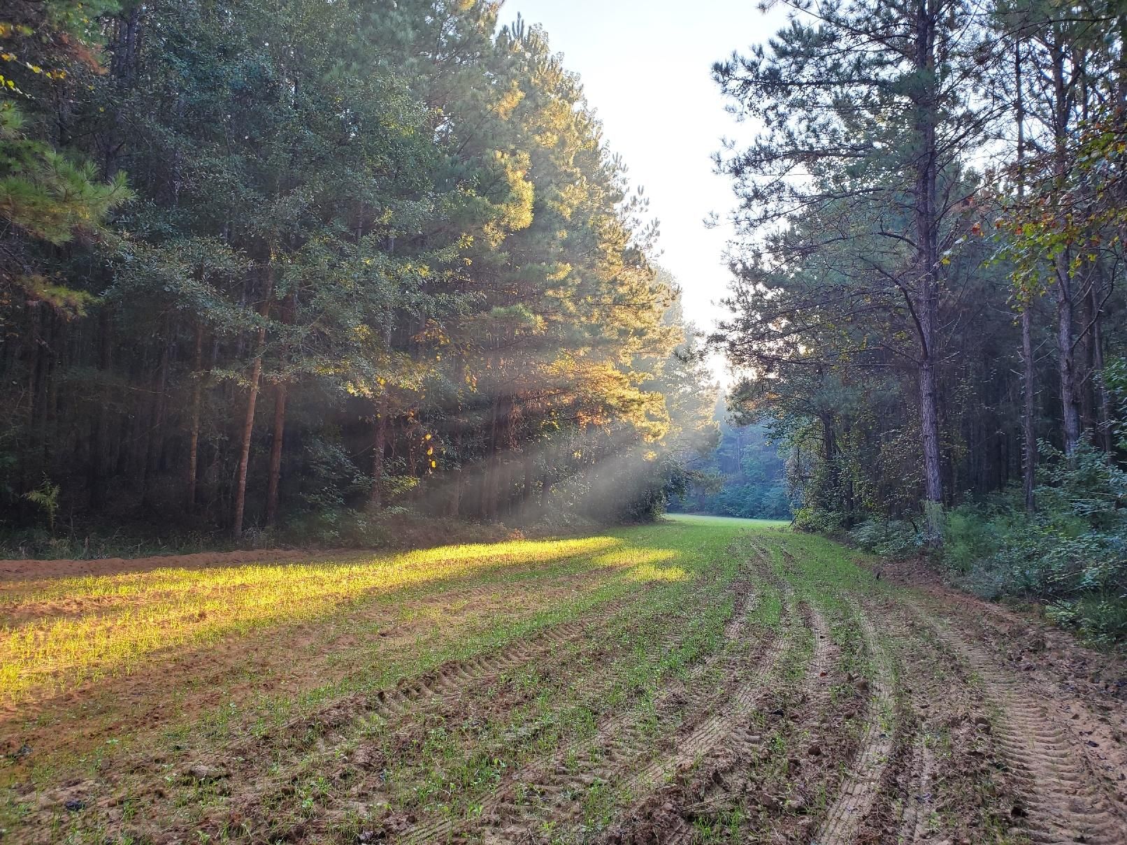 Fosters, Greene County, AL Recreational Property, Timberland Property