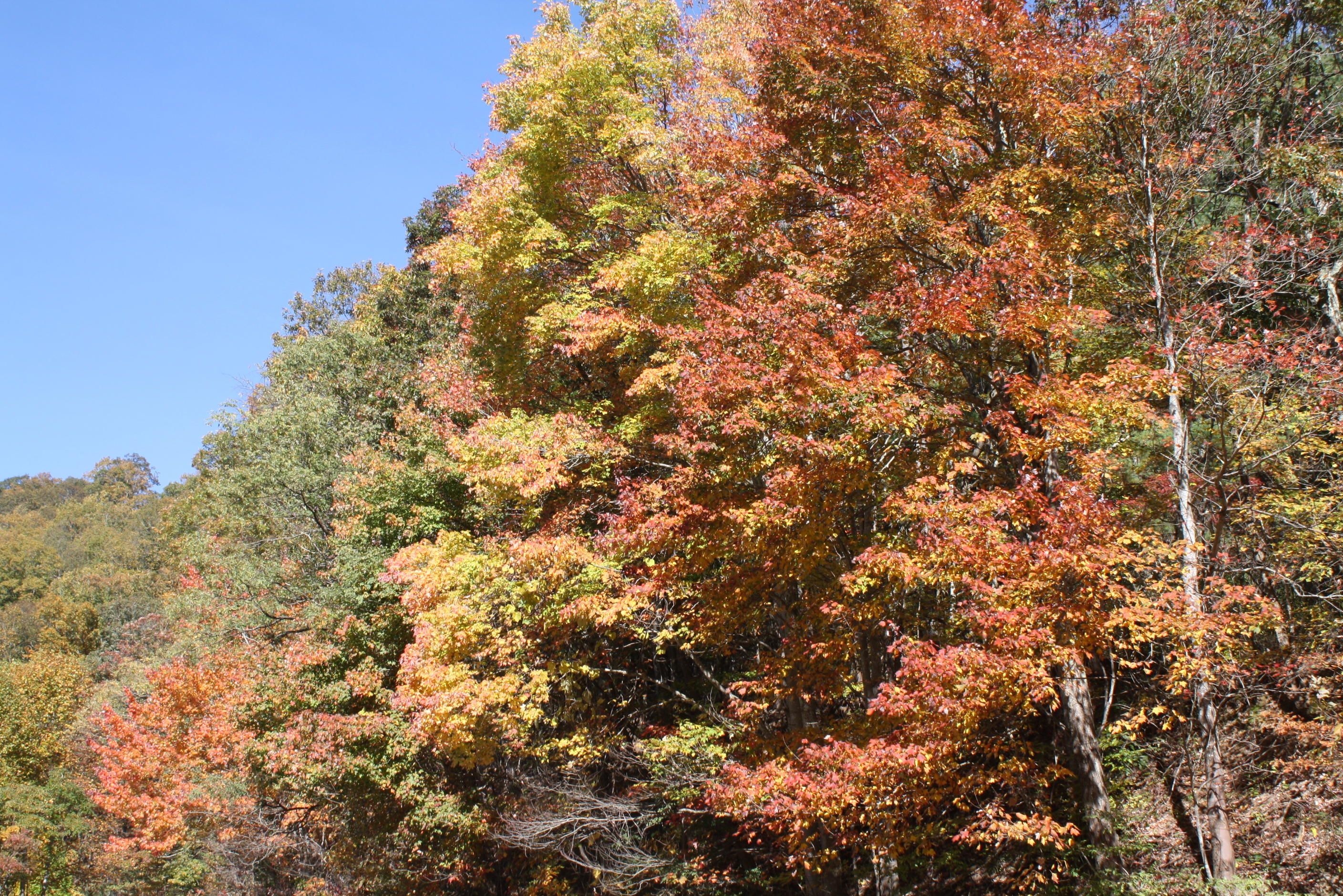 Jumping Branch, Summers County, WV Undeveloped Land, Homesites for sale