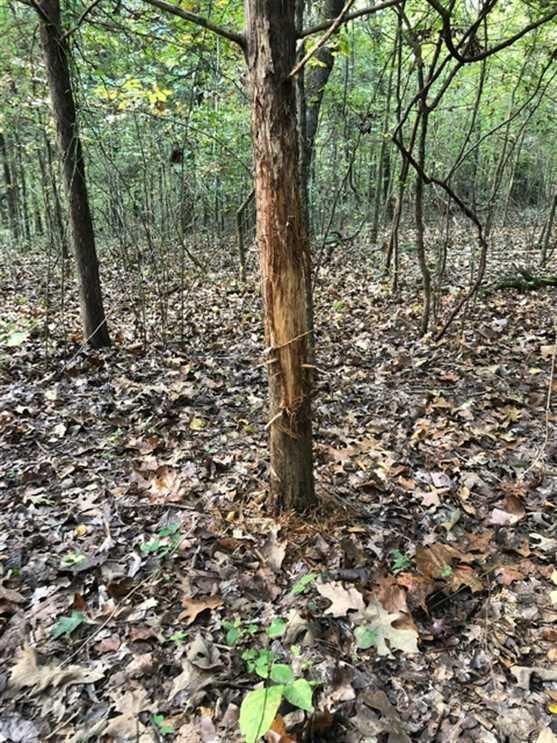 Batesville, Independence County, AR Recreational Property, Timberland