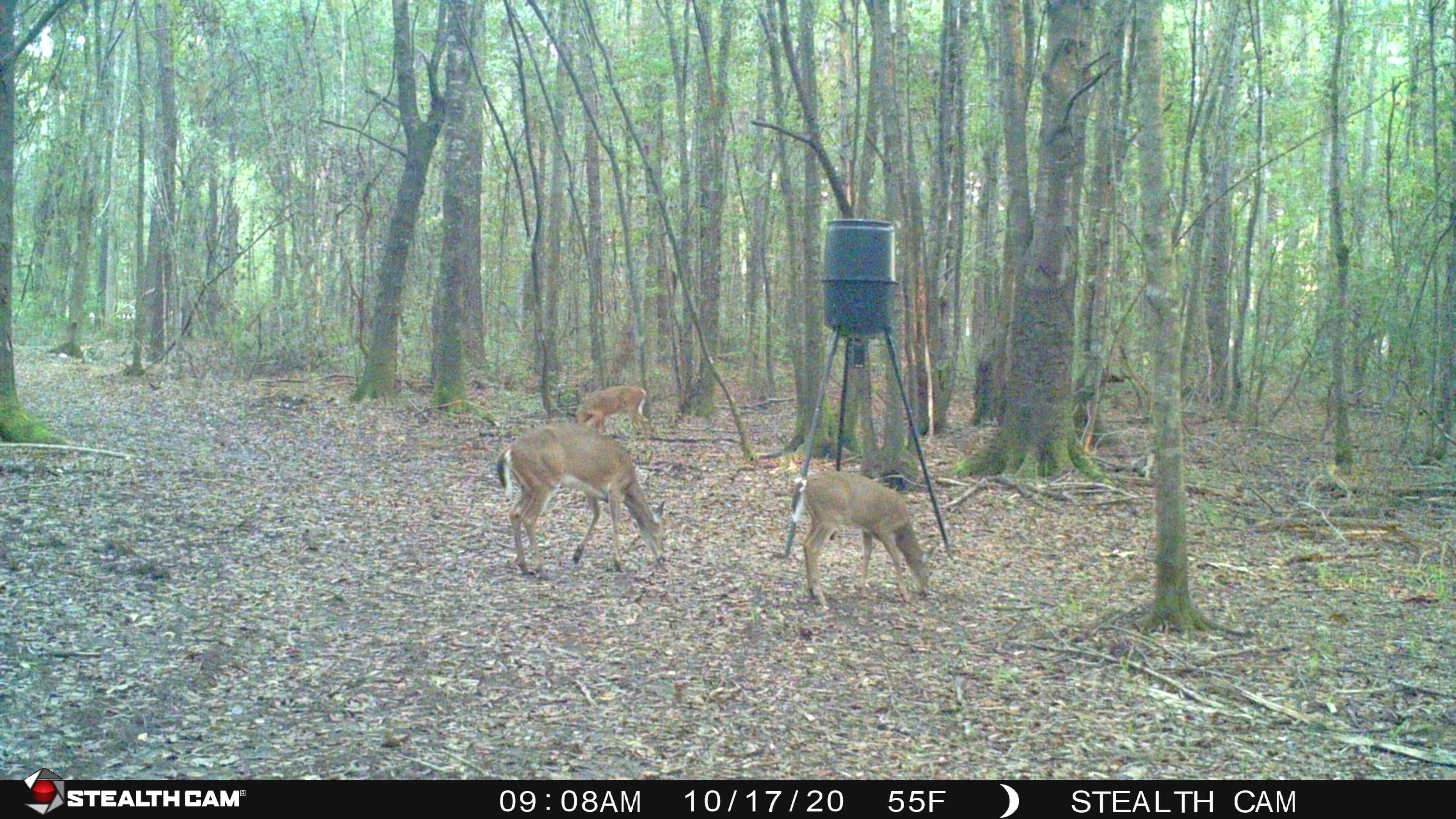 Quitman, Brooks County, GA Recreational Property, Timberland Property, Hunting Property for sale