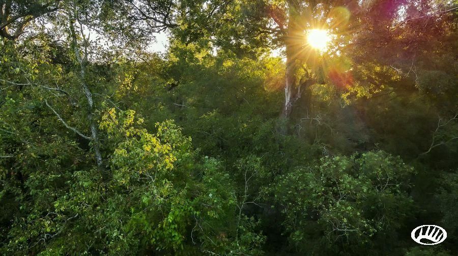 Plaquemine, Iberville Parish, LA Recreational Property, Timberland Property, Hunting Property