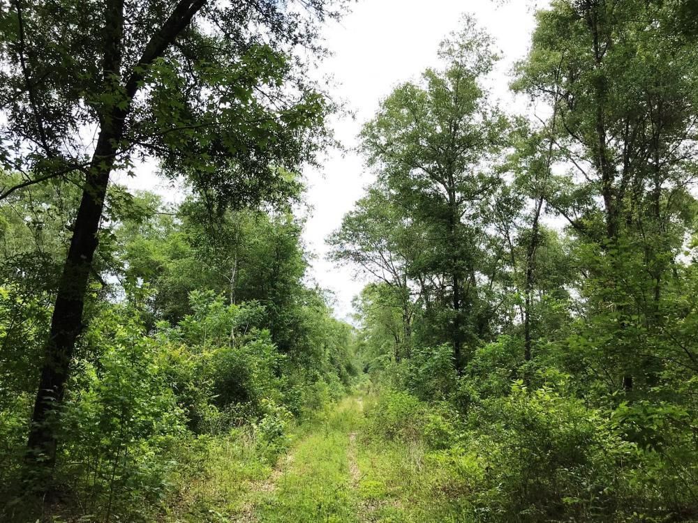 Beaumont, Perry County, MS Recreational Property, Timberland Property