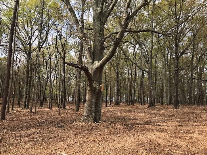 Gay, Meriwether County, GA Recreational Property, Hunting Property for