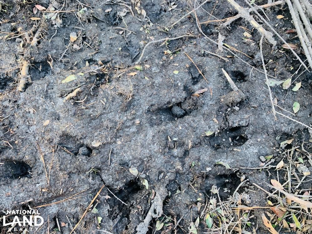 Garland, Sampson County, NC Recreational Property, Timberland Property