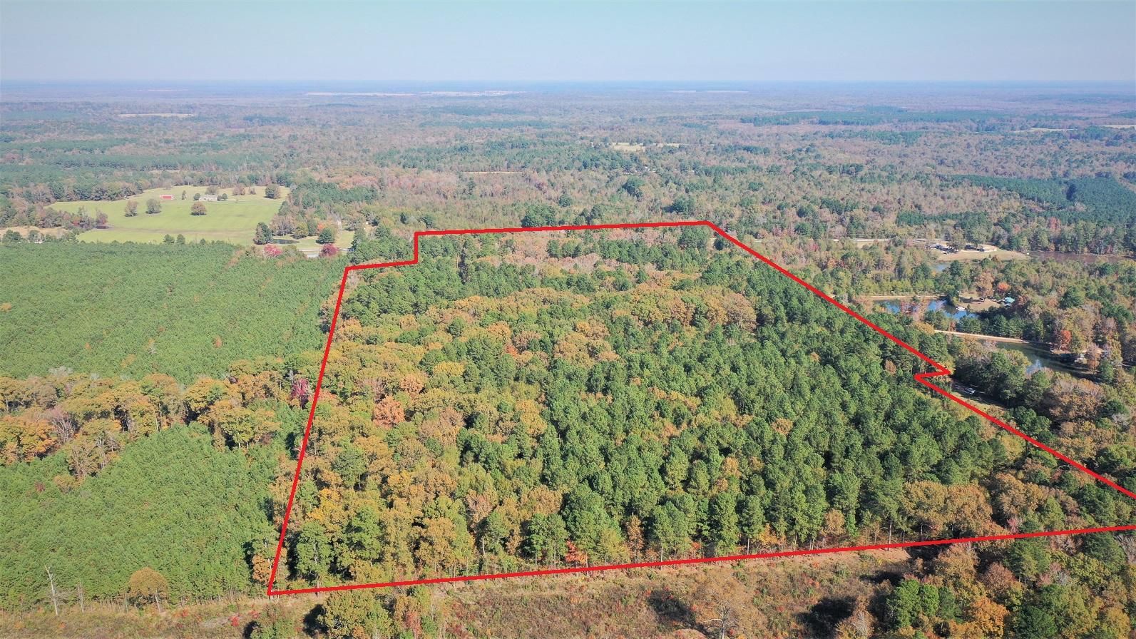 Naples, Cass County, TX Timberland Property, Hunting Property for sale