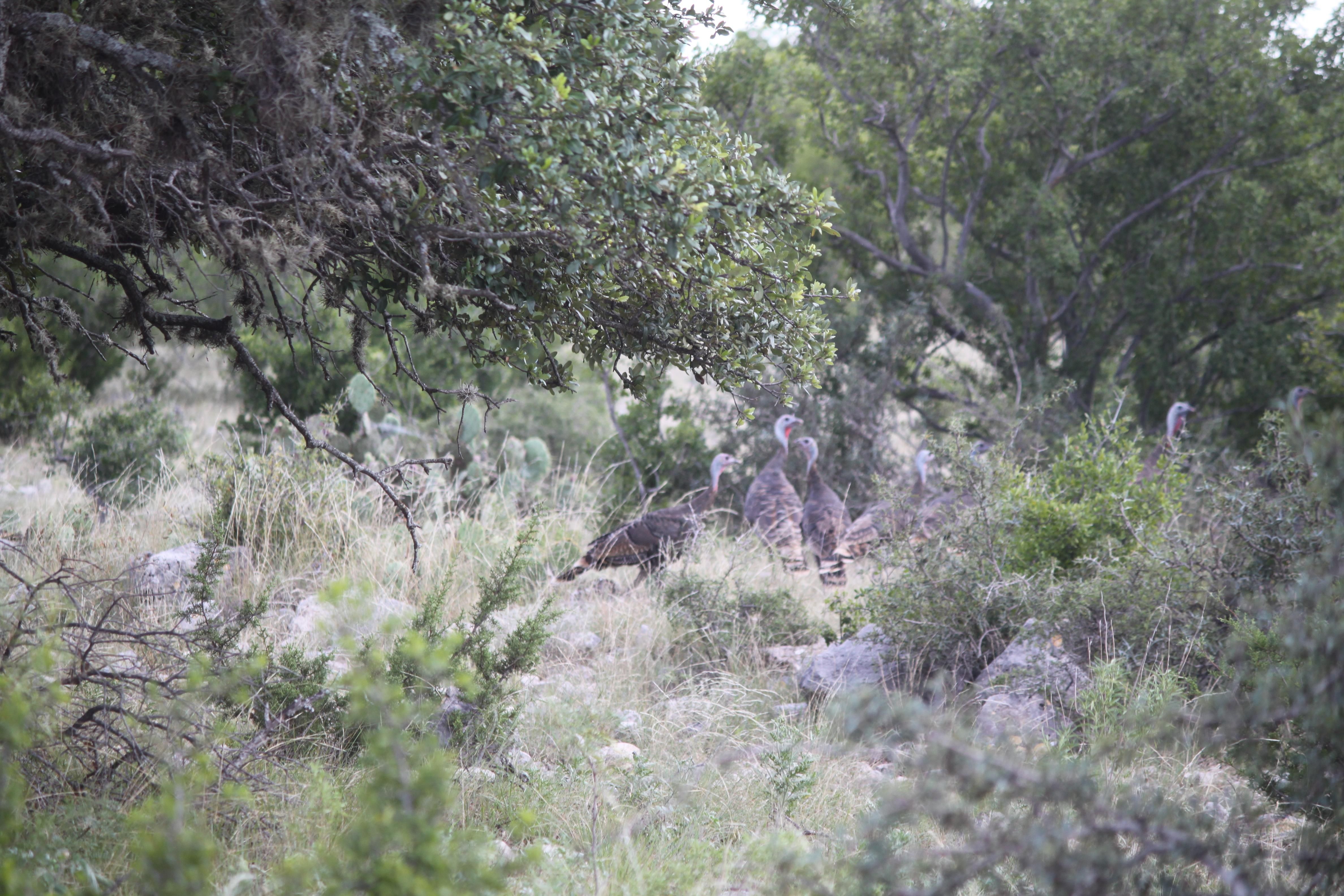 Rocksprings, Edwards County, TX Farms and Ranches, Recreational
