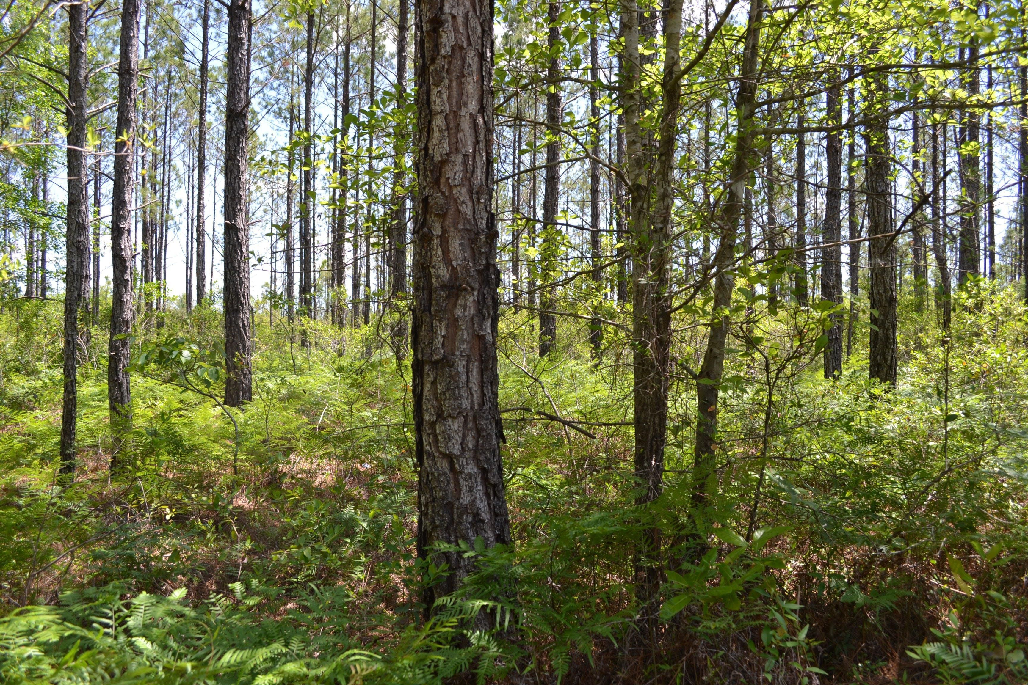 Winnabow, Brunswick County, NC Recreational Property, Timberland