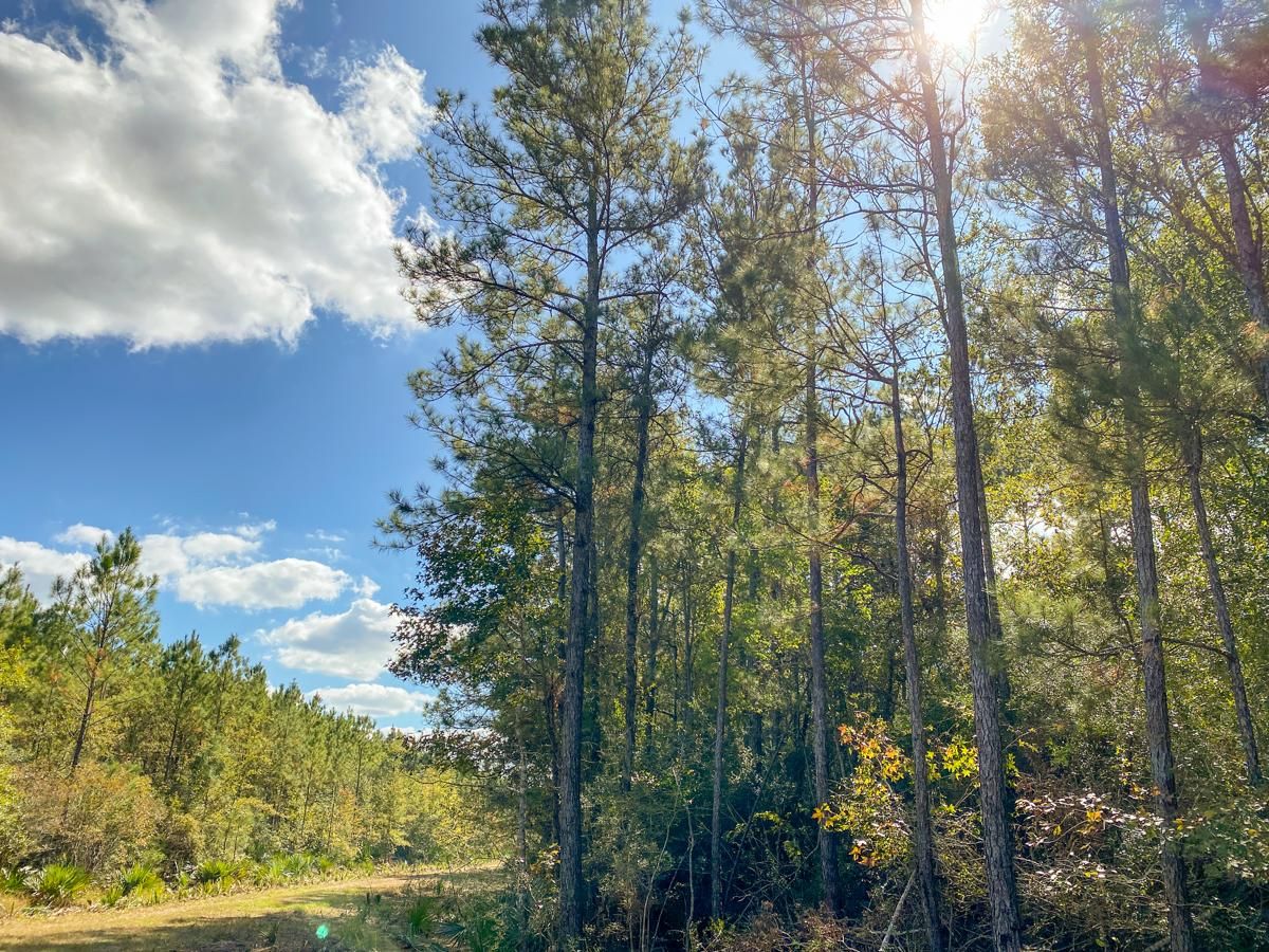 Devers, Liberty County, TX Recreational Property, Timberland Property