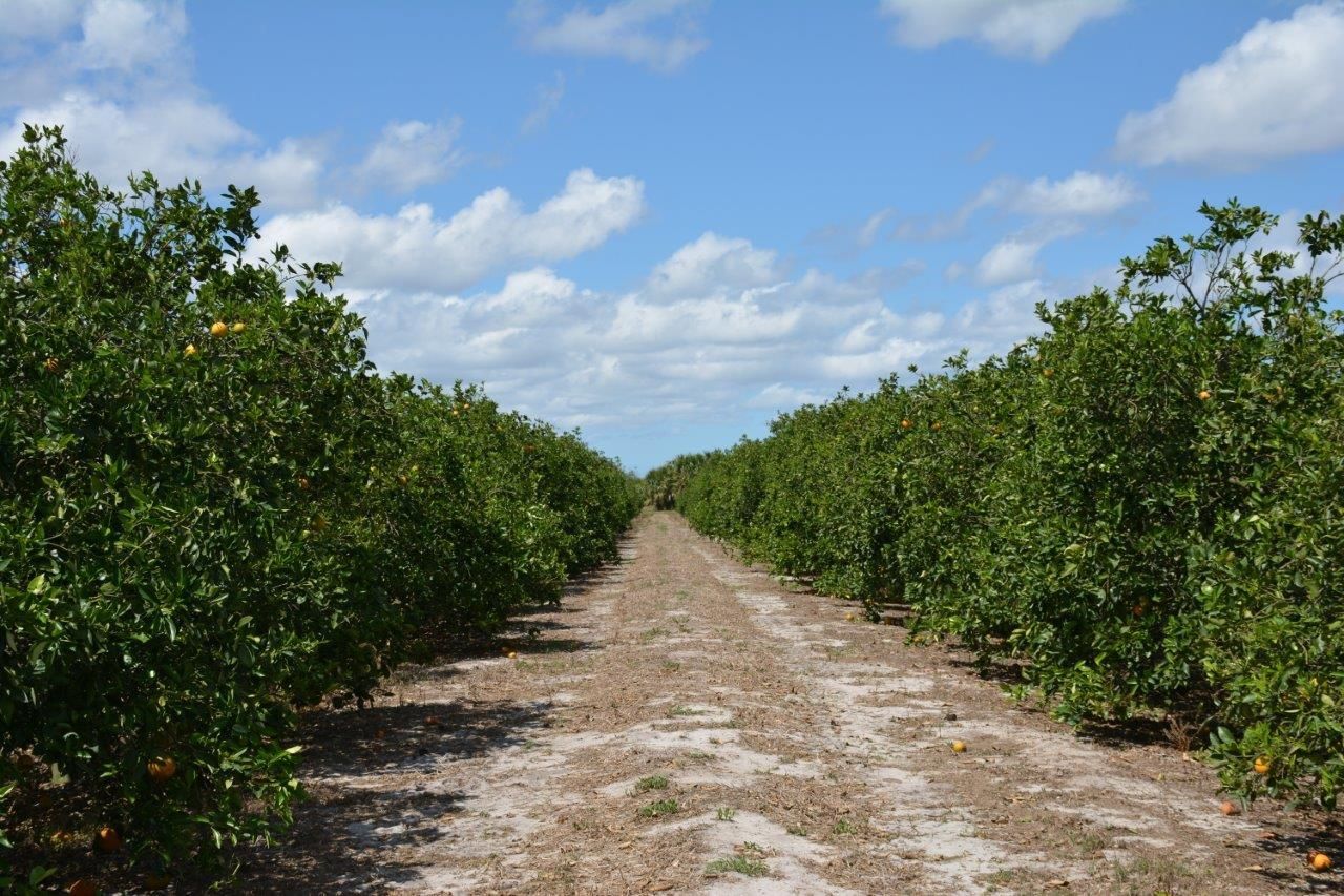Fellsmere, Indian River County, FL Farms and Ranches for sale Property