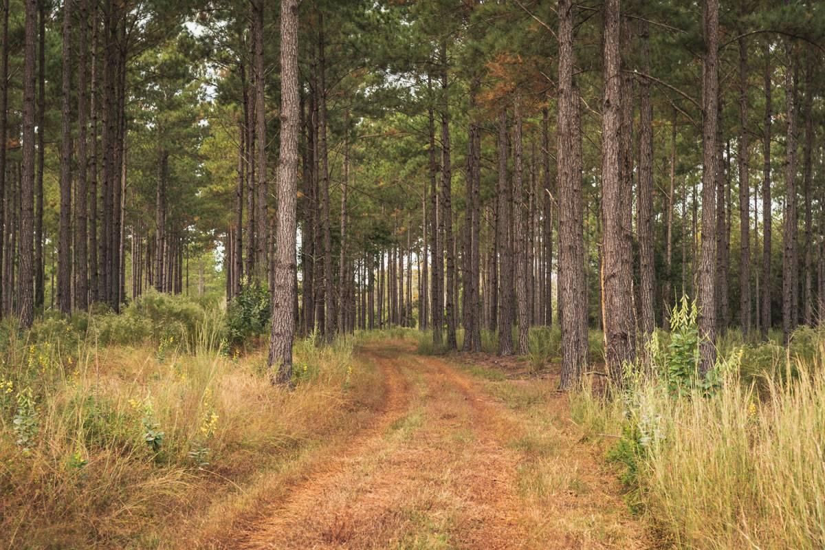 Greenville, Madison County, FL Recreational Property, Timberland