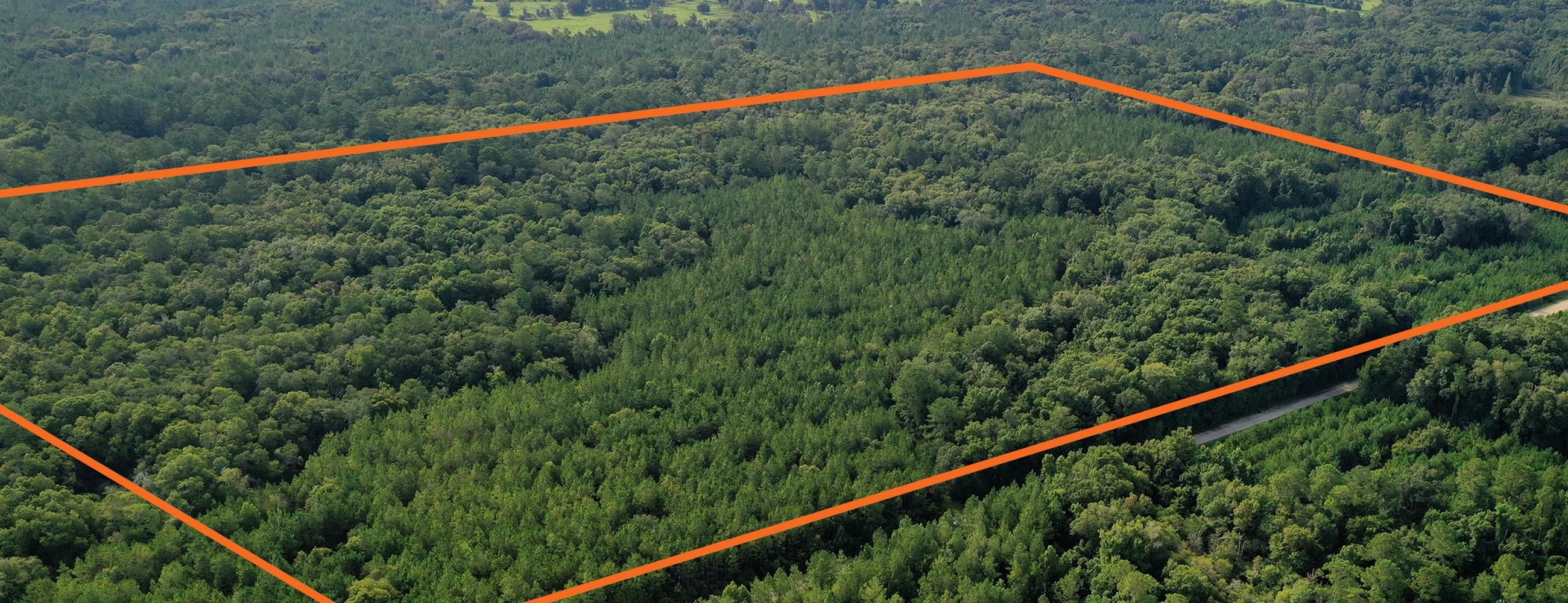 Otter Creek, Levy County, FL Recreational Property, Timberland Property