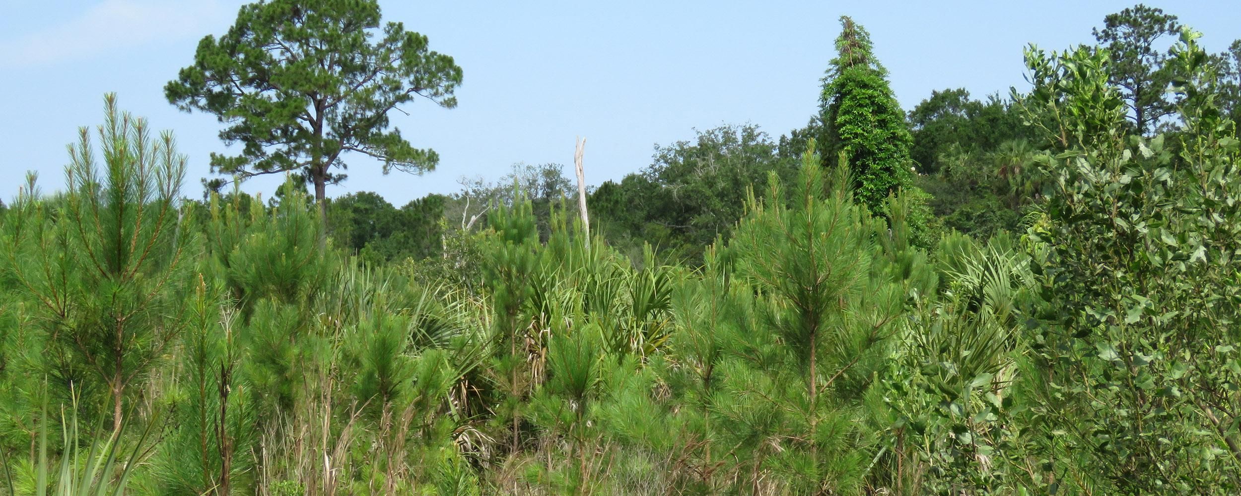 Inglis, Levy County, FL Recreational Property, Timberland Property