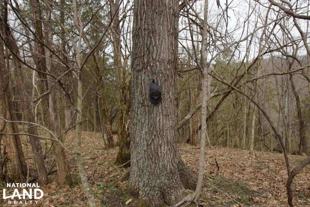 Bedford, Trimble County, KY Recreational Property, Timberland Property