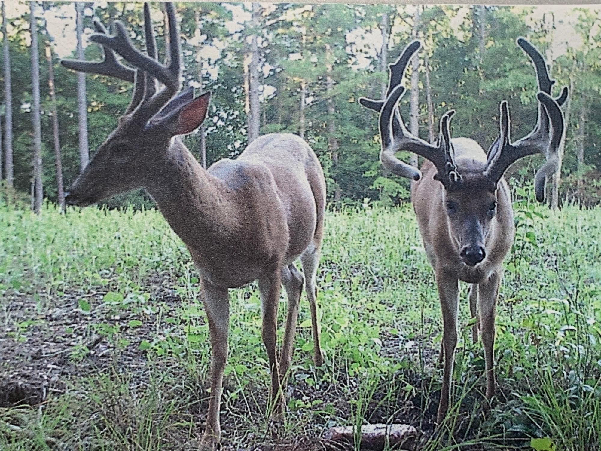 Norwood, Douglas County, MO Recreational Property, Timberland Property