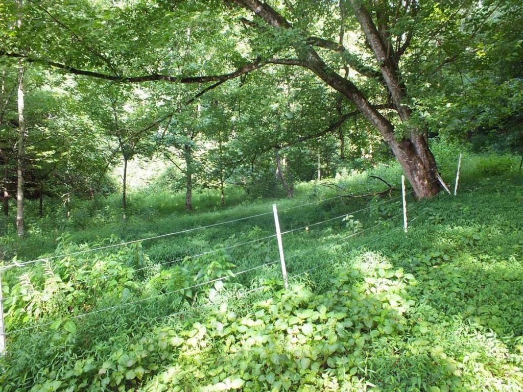 Rogersville, Hawkins County, TN Undeveloped Land for sale Property ID