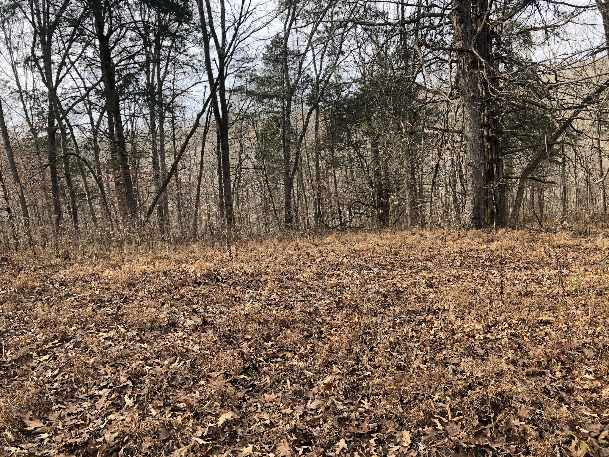 Cunningham, Montgomery County, TN Farms and Ranches for sale Property