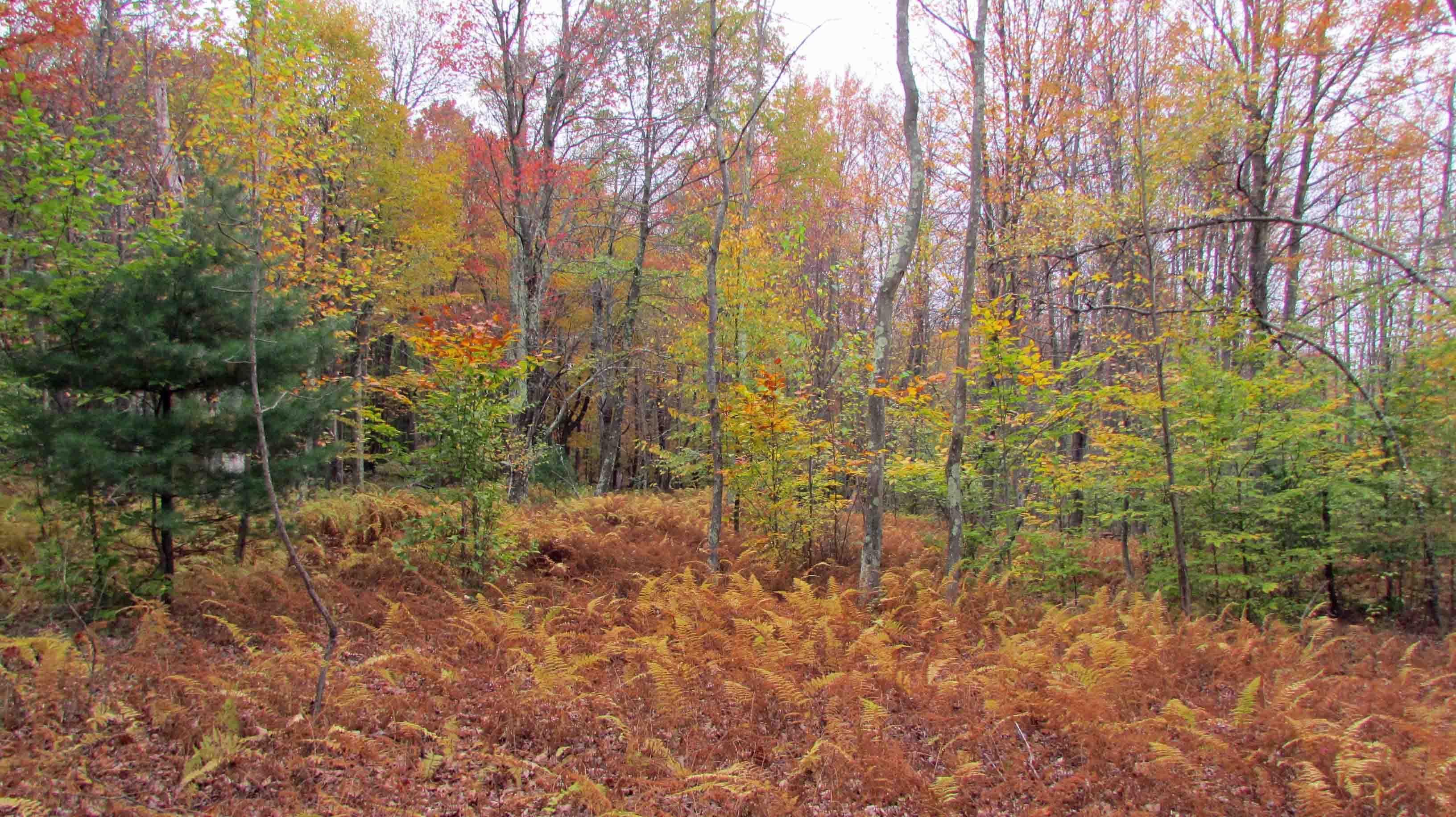 Glen Wild Road, Woodridge, NY 12789 MLS 58.131.23 LandWatch