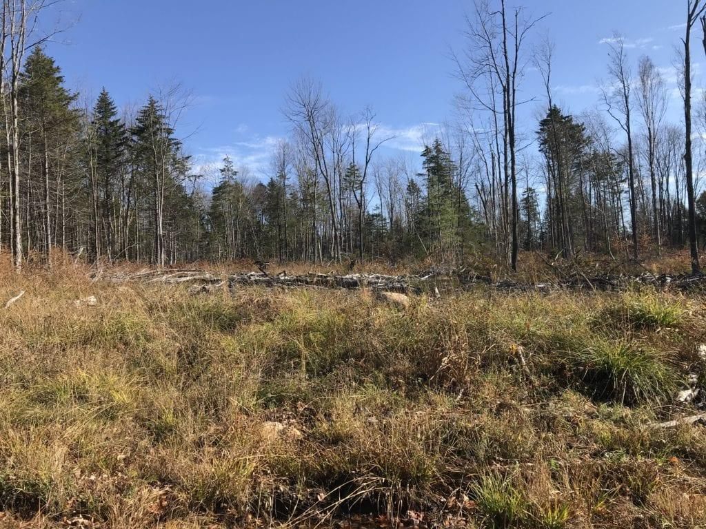 Fine, Saint Lawrence County, NY Timberland Property, Hunting Property