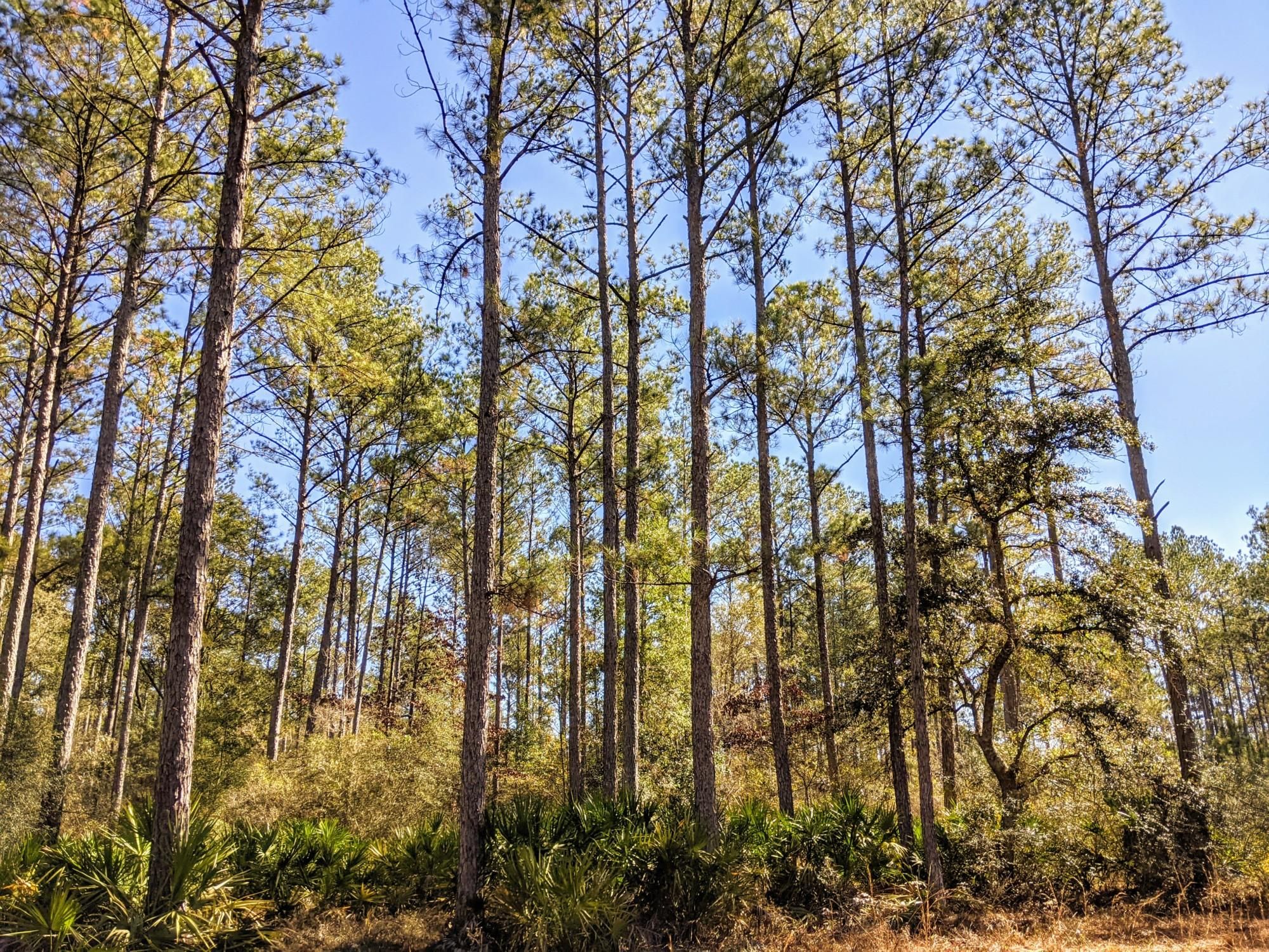 Monticello, Jefferson County, FL Recreational Property, Timberland Property, Hunting Property