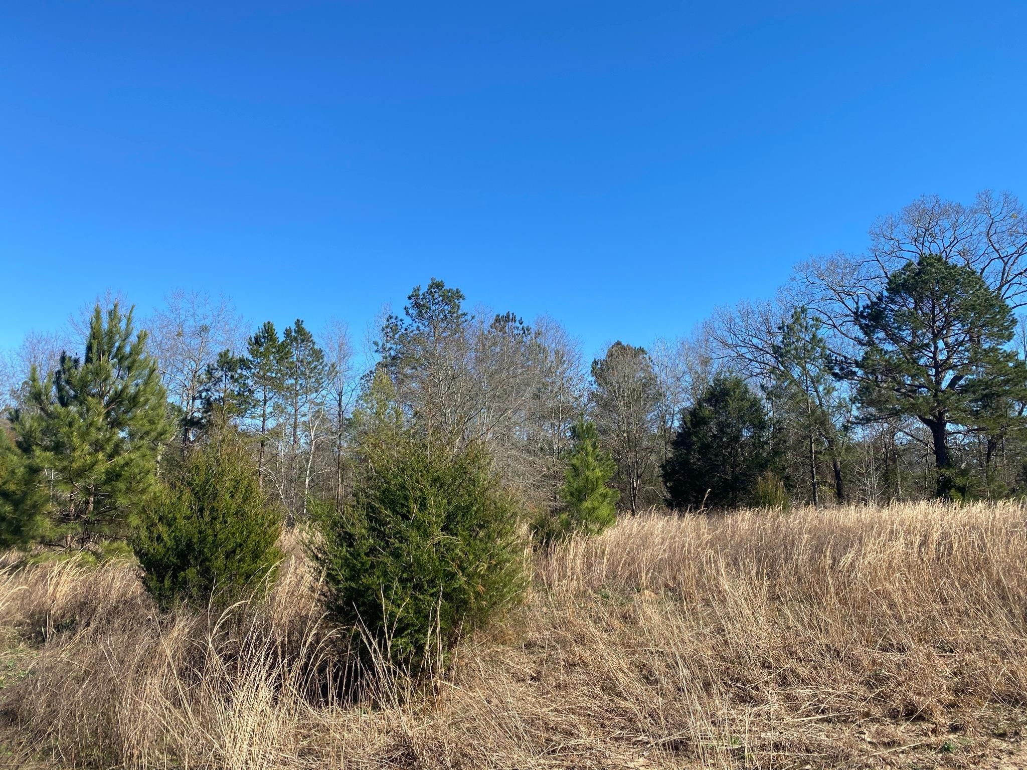 Ellaville, Schley County, GA Farms and Ranches, Undeveloped Land