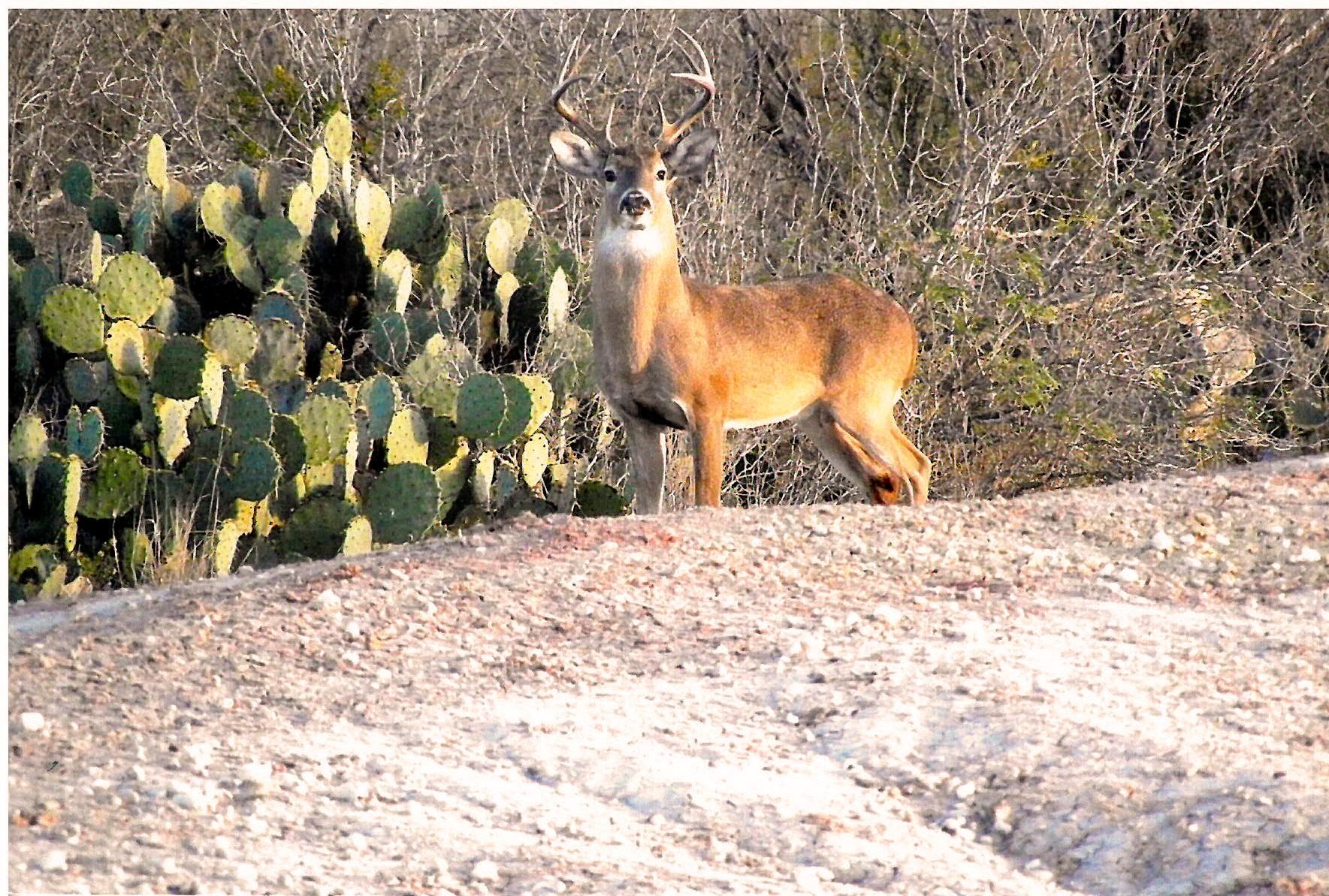 Cotulla, La Salle County, TX Farms and Ranches, Recreational Property