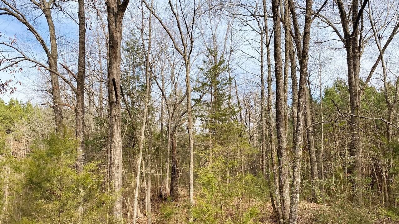 Lone Star, Morris County, TX Farms and Ranches, Undeveloped Land
