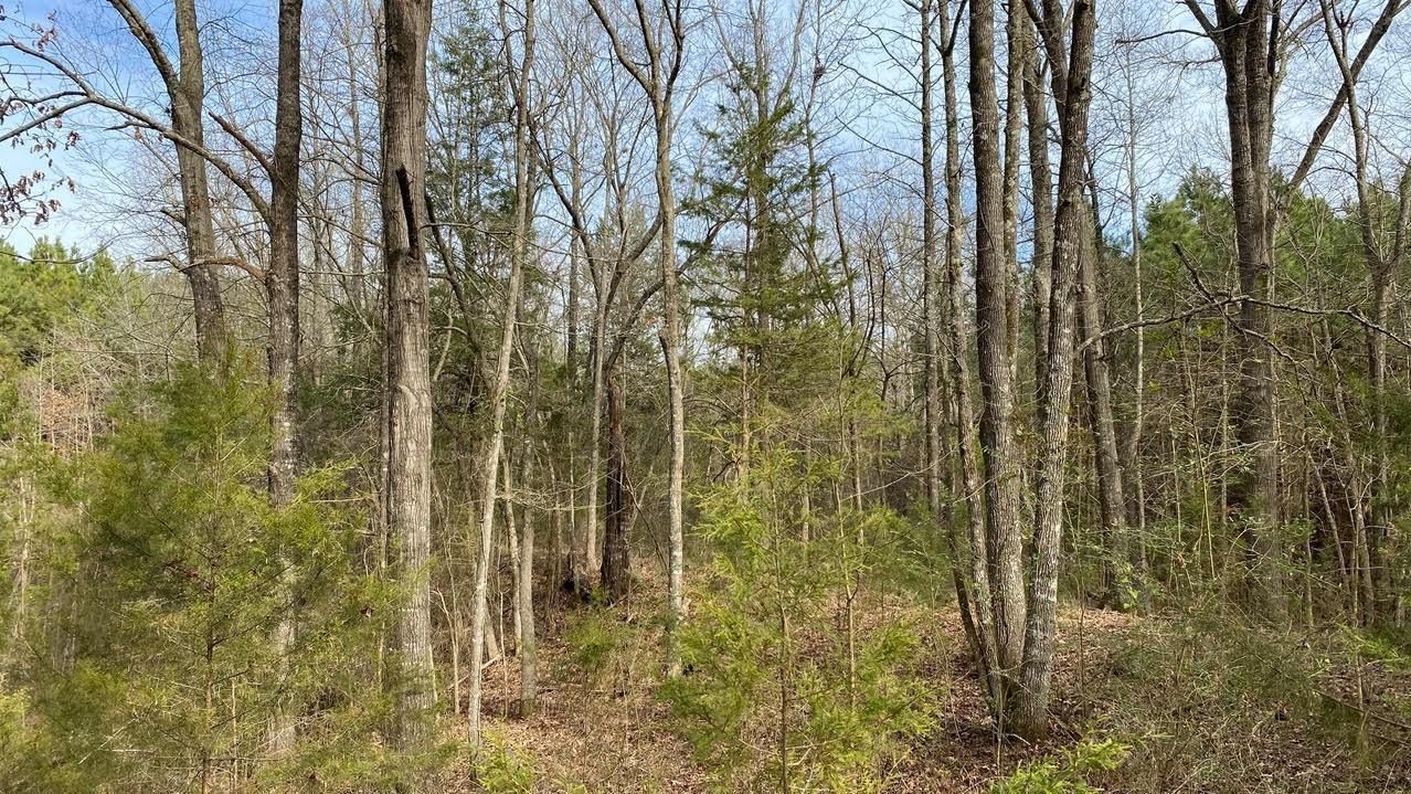 Lone Star, Morris County, TX Farms and Ranches, Undeveloped Land, Hunting Property for sale